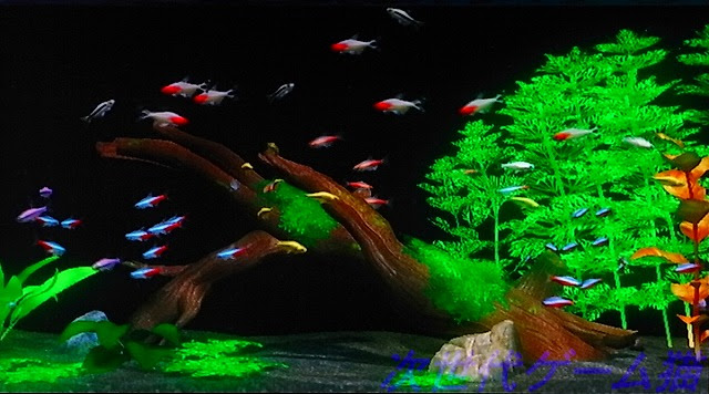 すべての花の画像 ラブリー熱帯魚 壁紙 Pc