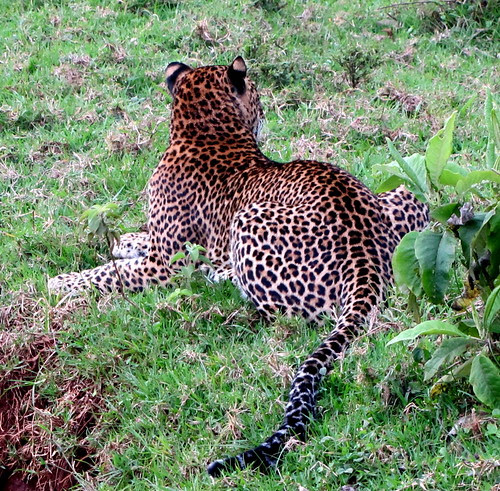 the spots