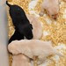 Pup Pictures