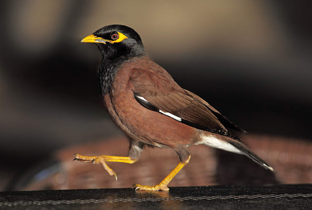 29++ Burung yg bisa bicara terupdate