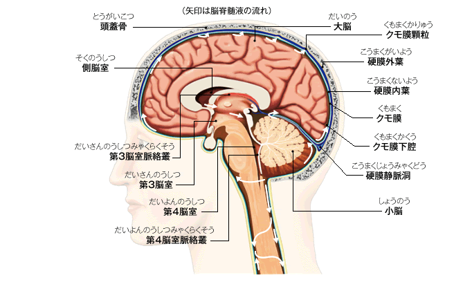 50 素晴らしい脳 断面図 イラスト ディズニー画像のすべて