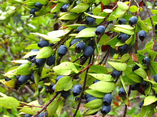 Myrtus communis