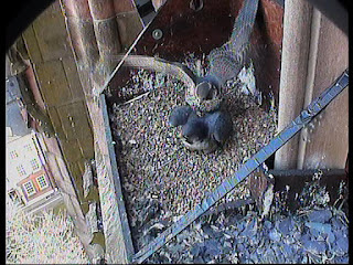 The juvenile peregrine really lays into the adult male to get him to get off the eggs. Click image to enlarge