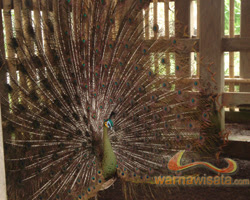 650 Koleksi Gambar Burung Merak Bali HD