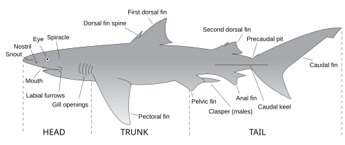 Labeled Shark External Anatomy