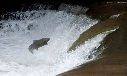 M's salmon1