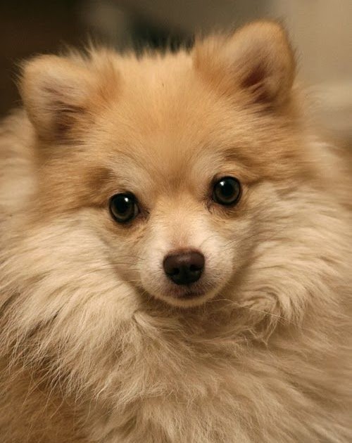 What Is The Personality Of A Pomeranian Pets Lovers