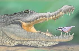Crocodile And Bird Mutualism - Crocodile