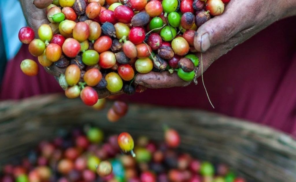 Can You Grow Coffee In Canada