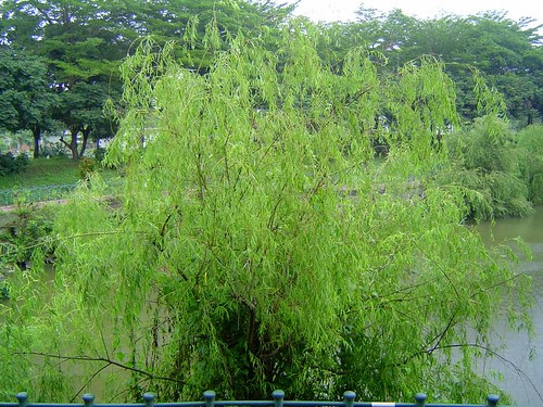 水塘邊的柳樹/無限台南