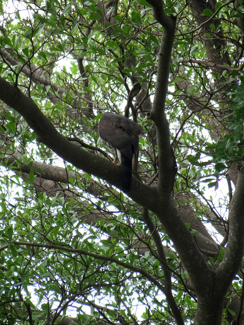 鳳頭蒼鷹/無限台南
