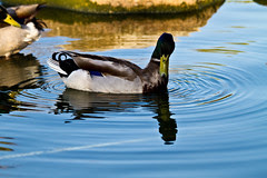 IMG_0744