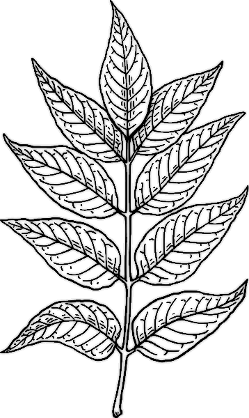 Download 90 COLOURING PAGES OF NEEM TREE - Sheets