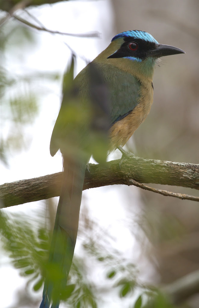 Blueheaded Motmot