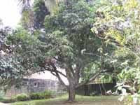 Mango Tree