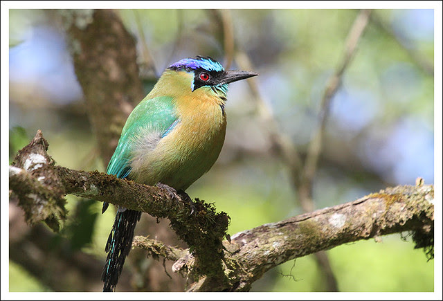 Monteverde Bird 1