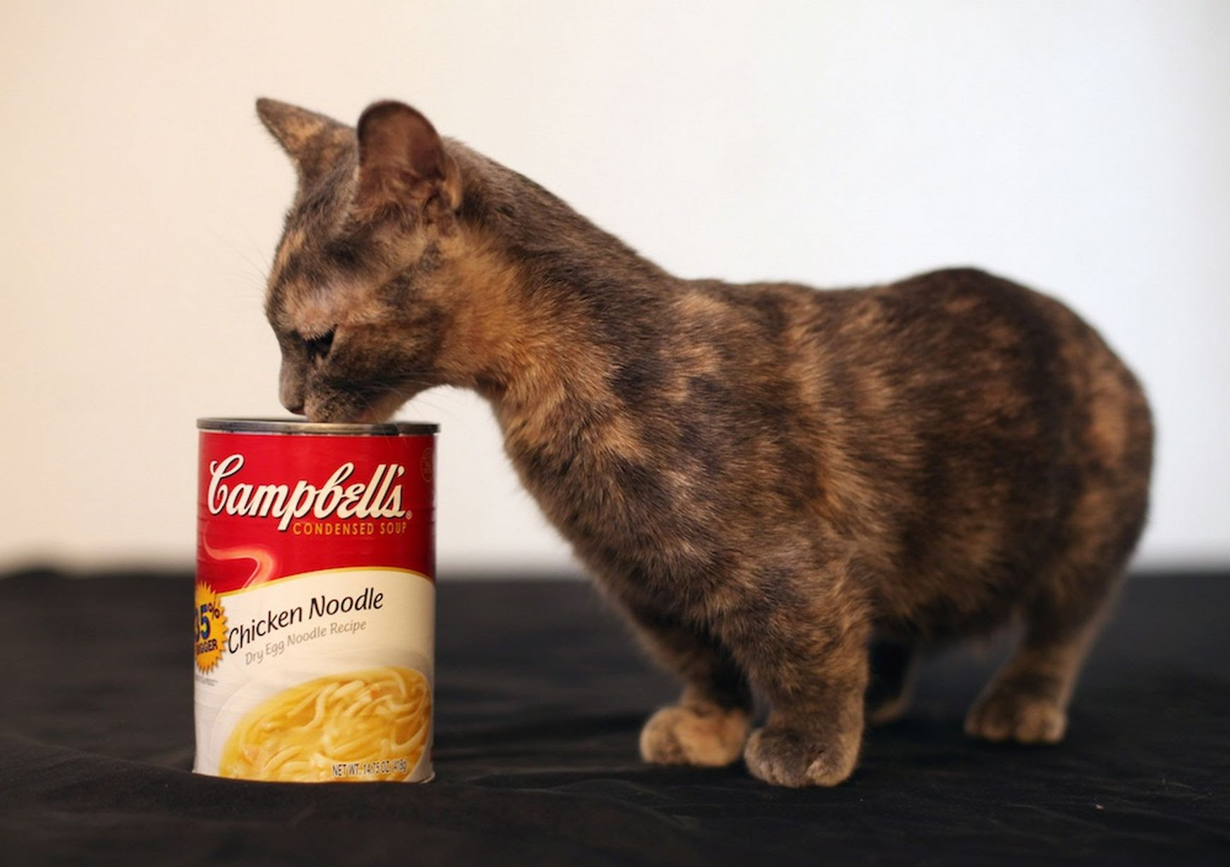 worlds smallest battle cat
