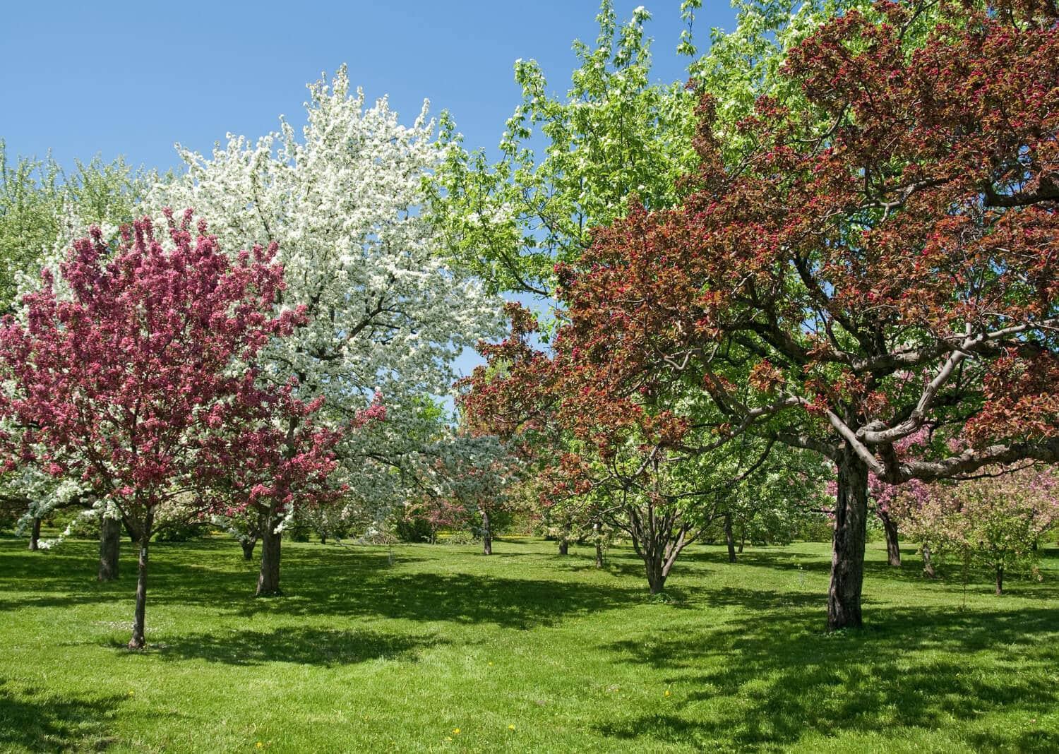 Außergewöhnliche bäume für den garten