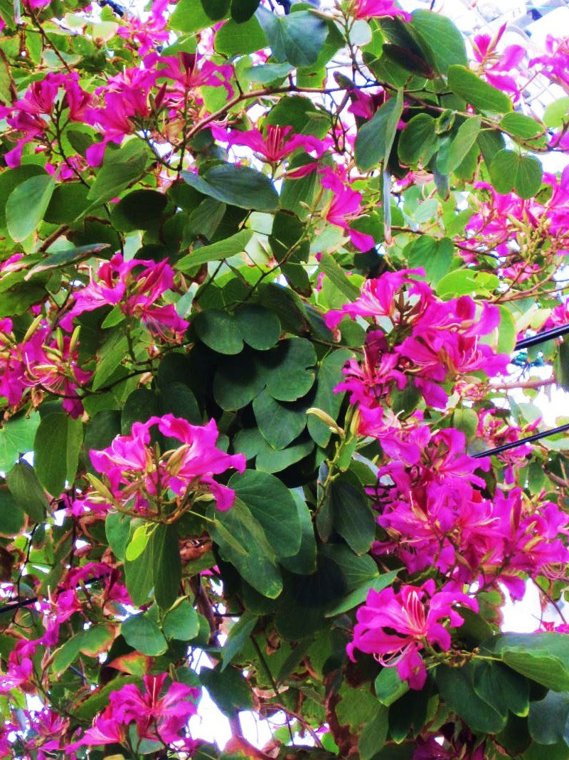 美しい花の画像 ラブリー沖縄 花 図鑑