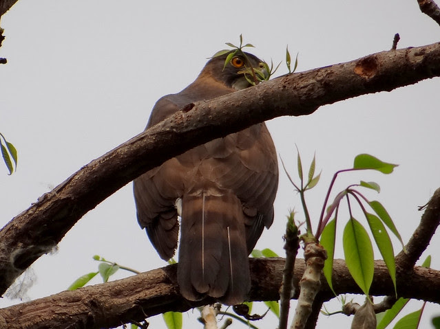 鳳頭蒼鷹/無限台南