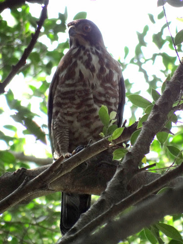 鳳頭蒼鷹/無限台南