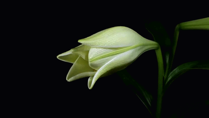 Blooming Flowers Animated Gif : Flowers Animated Images Gifs Pictures