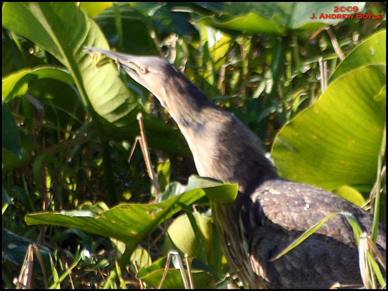 American Bittern