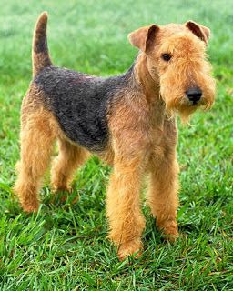 Miniature Airedale Terrier Puppy Pets Lovers