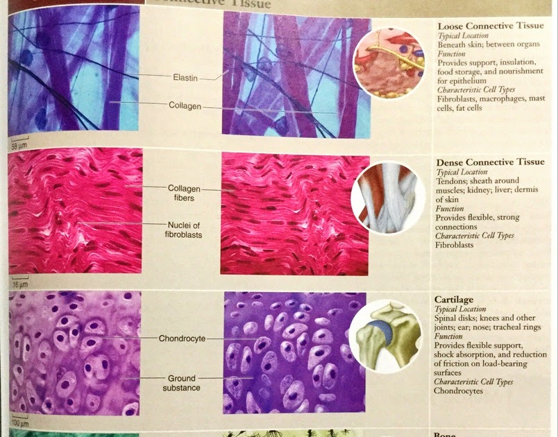 Anatomy Tissues Quizlet