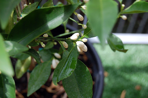 mandarin quat
