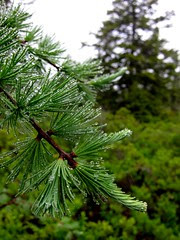 Pine Drops