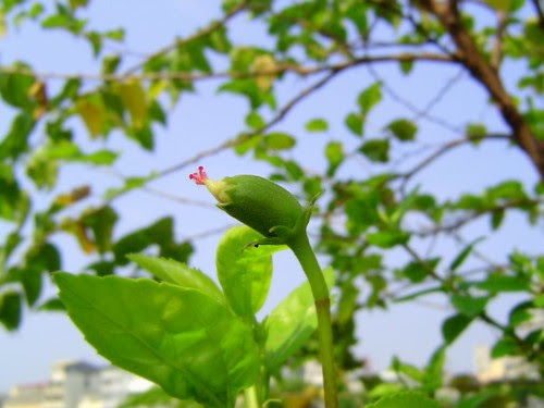 扶桑花/無限台南
