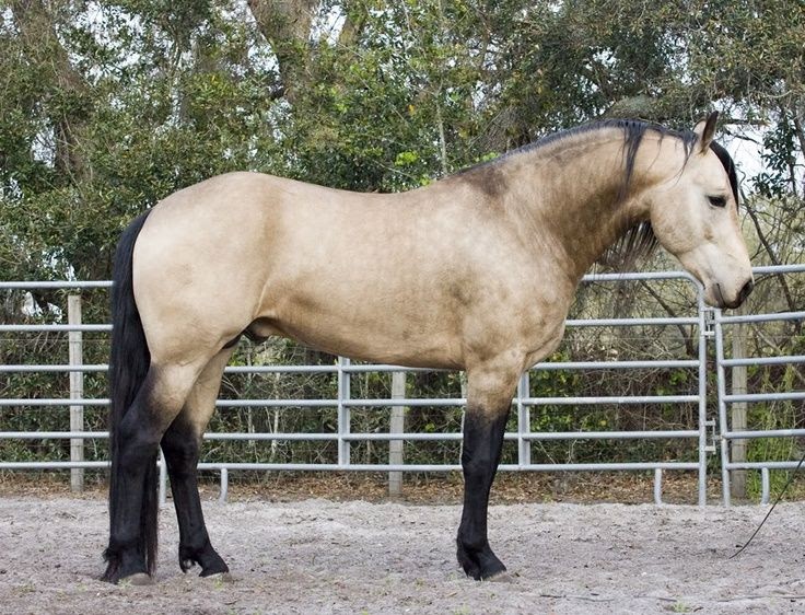Lawn & Garden: Cremello Buckskin Andalusian Horse : Palomino, buckskin ...