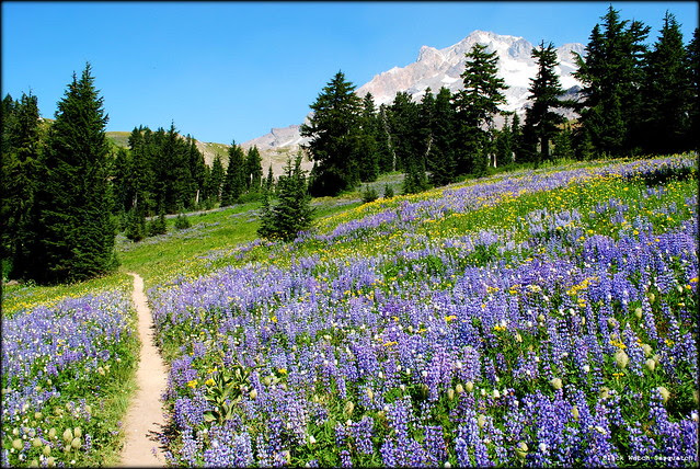 Paradise Park - Mt. Hood