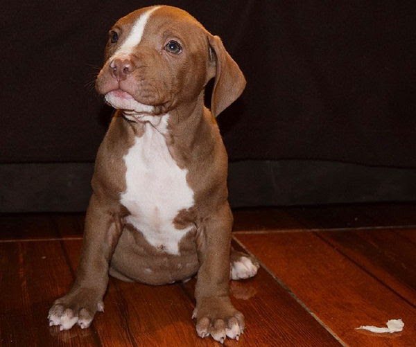 View 11 Perro Pitbull Cafe Con Blanco - Timon Wallpaper