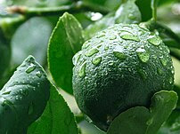 Chlorophyll is responsible for the green color...