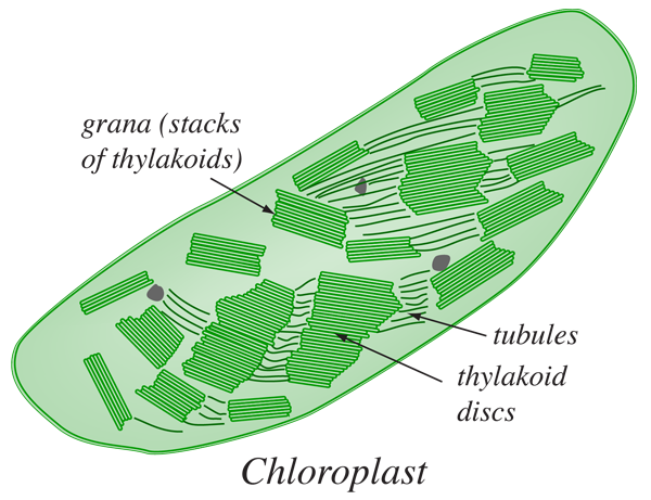 Уровень хлоропласт