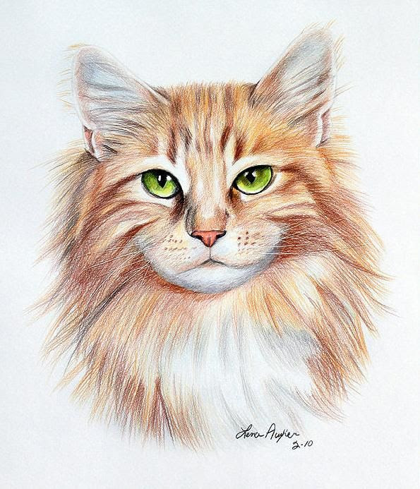 How To Draw Realistic Cat Fur