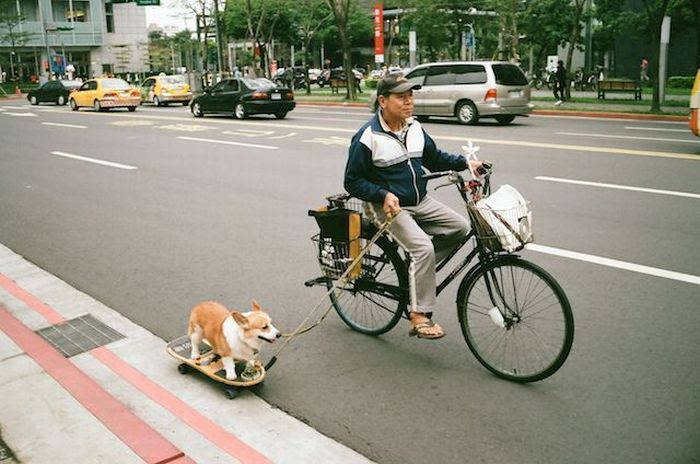 La plimbare caine