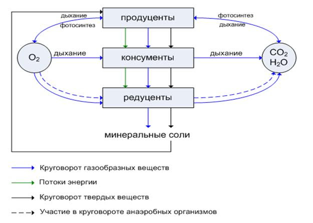 Какую закономерность отображает рисунок пищевую цепь