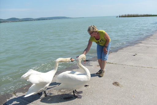 Balaton: Hattyúk etetése 3. (kép)