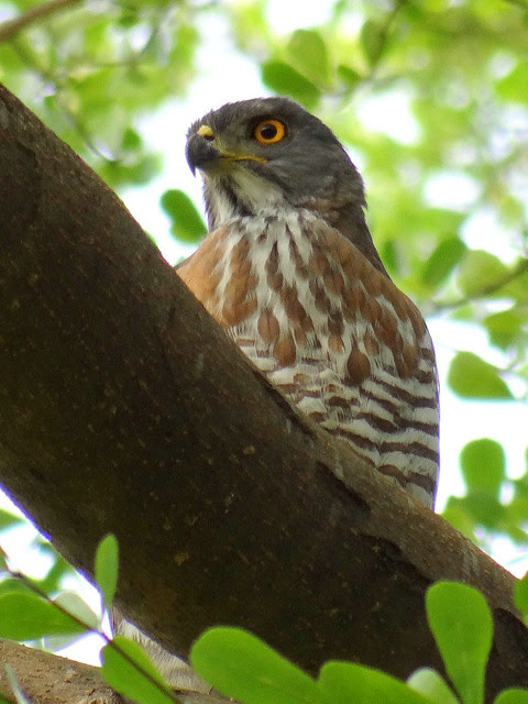 鳳頭蒼鷹/無限台南
