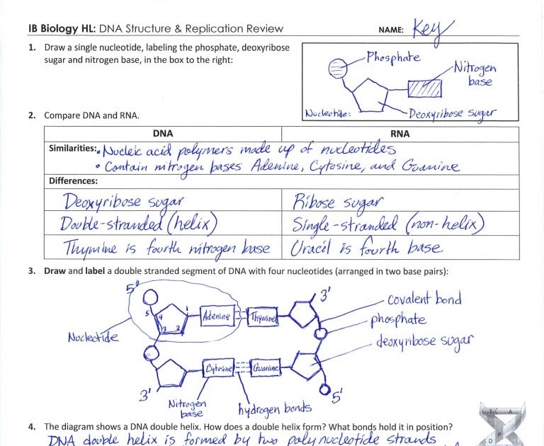 Dna Structure And Replication Worksheet Answers Quizlet ...