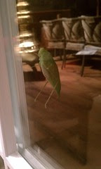 Grasshopper on the back door