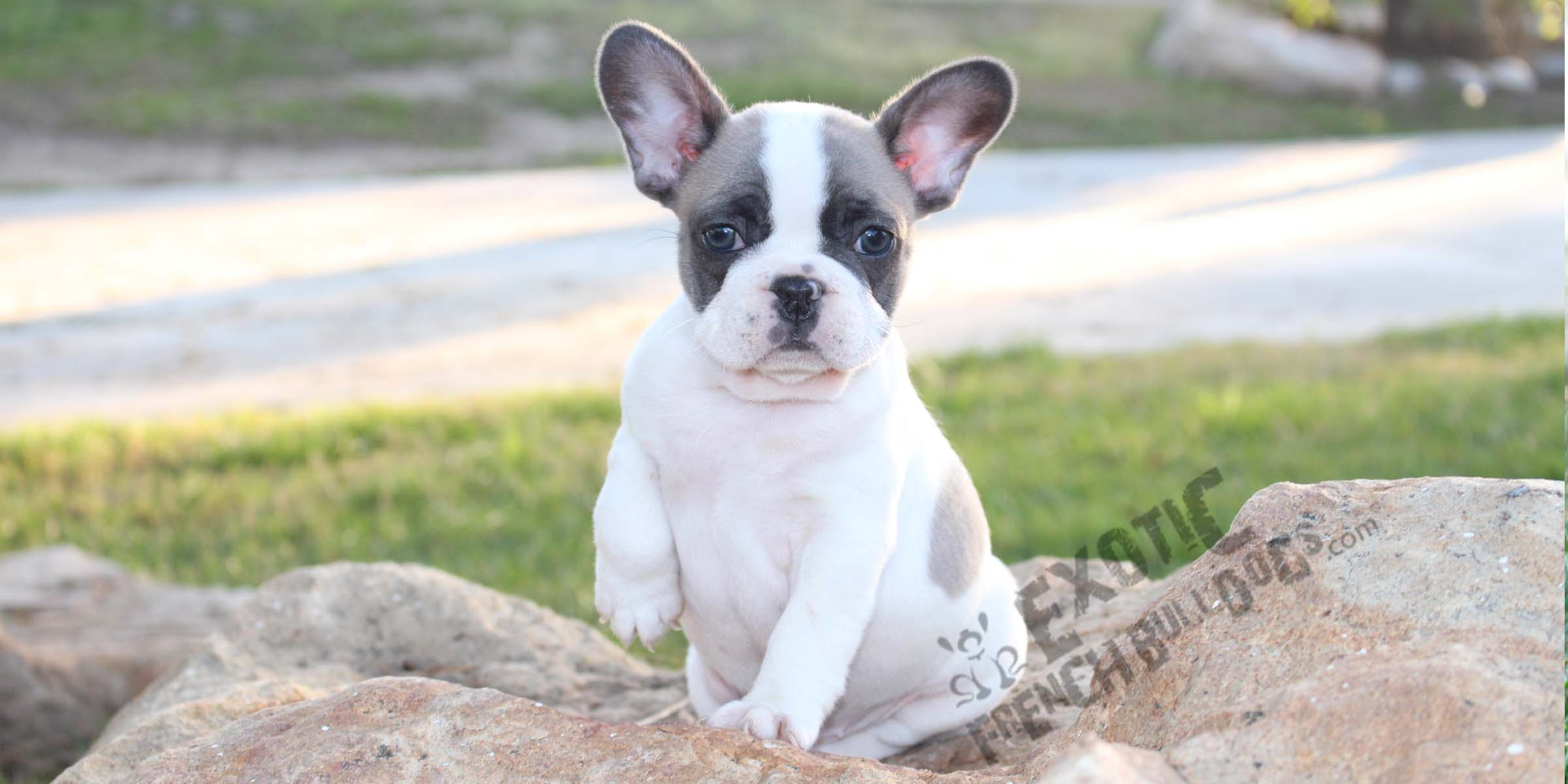 French Bulldog Rescue Az - change comin