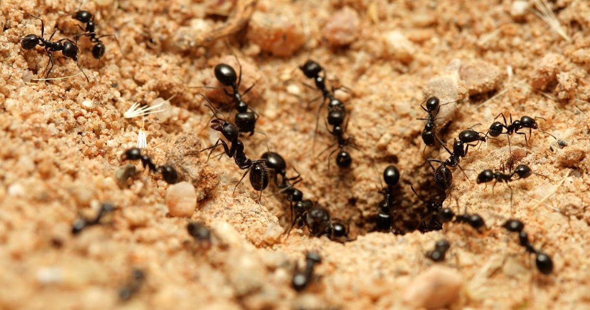 Ameisen Im Garten Vernichten Hausmittel - cuek shanty