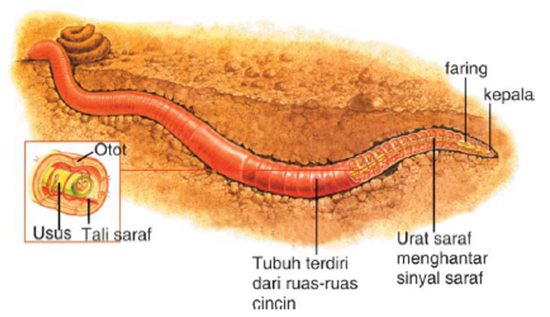 Cara Kerja Organ Pernapasan Pada Cacing Tanah Kumpulan Kerjaan