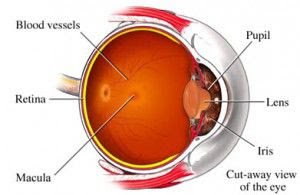 Remedios para la prevención de la degeneración macular.