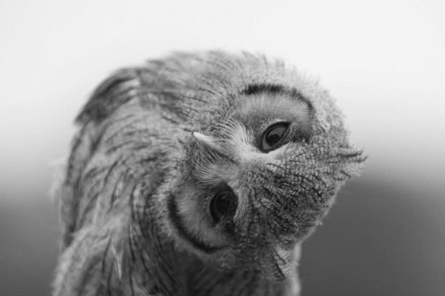 25 animals that know how to properly ask for cookies
