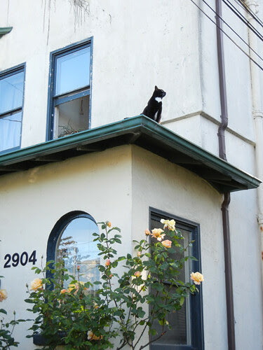Cat on Rooftop _ 8679